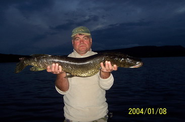 stika 98 cm ulovena na streamer, cerven stika 98 cm ulovena na streamer, cerven