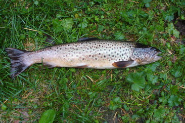 pstruh obecny, 52 cm, muska pstruh obecny, 52 cm, muska