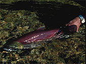 Losos nerka (sockeye) Losos nerka (sockeye)