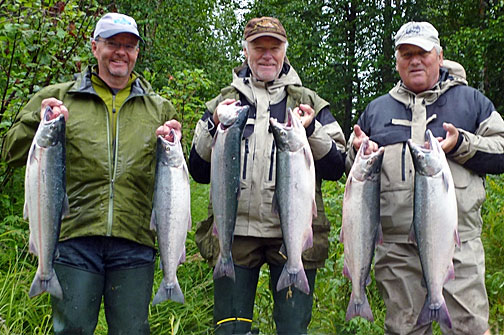 srpnovy ulovek lososu kisuc - coho srpnovy ulovek lososu kisuc - coho