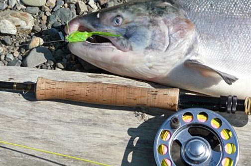 srpnovy losos kisuc - coho srpnovy losos kisuc - coho