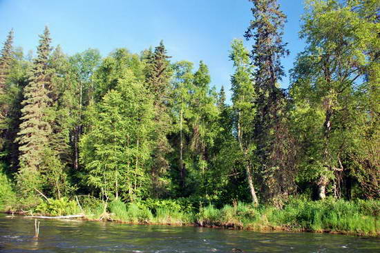 Cottonwood - Lake Creek