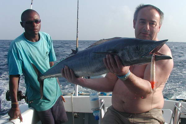 pelamida - wahoo pelamida - wahoo