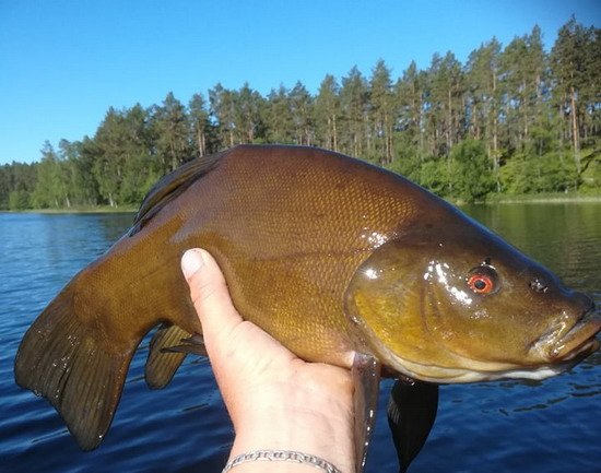Lín 53 cm ze Sydvattnet Lín 53 cm ze Sydvattnet