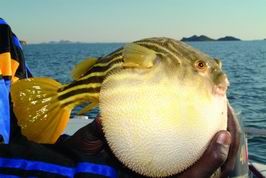 ctverzubec - puffer fish