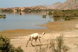 velbloud u brehu jezera