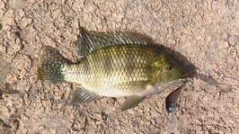 tilapia ulovena na wobbler tilapia ulovena na wobbler