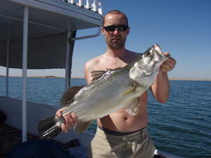 Asuan - nilsky okoun 70 cm Asuan - nilsky okoun 70 cm