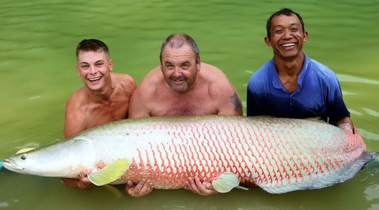 arapaima arapaima