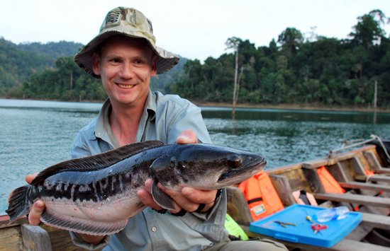 hadohlavec cerveny - giant snakehead