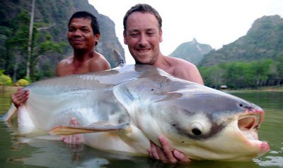 asijsky sumec - mekong catfish