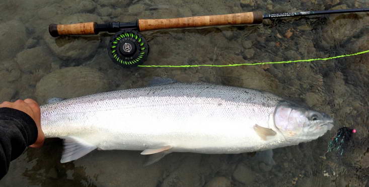unorovy steelhead - tahnouci forma duhaka unorovy steelhead - tahnouci forma duhaka