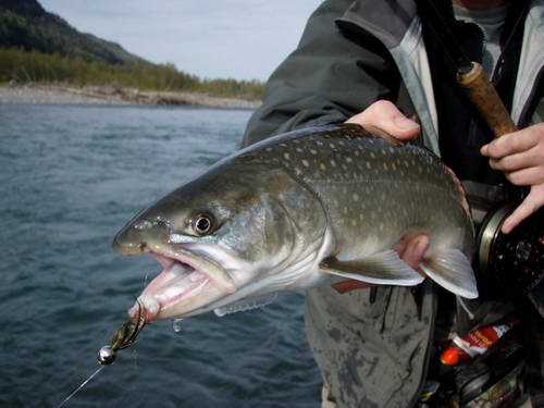 siven - bull trout siven - bull trout