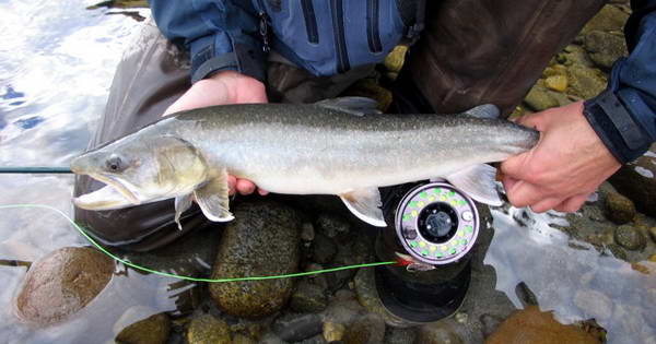 siven - bull trout, unorovy ulovek