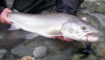 siven - bull trout, tahnouci forma, cervenec