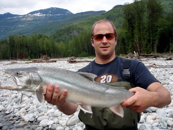 siven - bull trout, migrujici forma, cervenec 