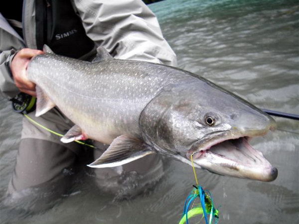 siven - bull trout, tahnouci forma, cerven