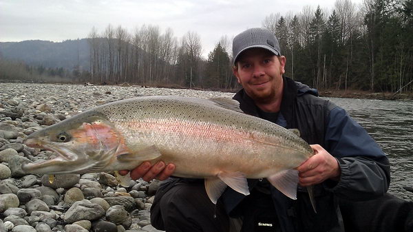 steelhead - tahnouci forma pstruha duhoveho, brezen steelhead - tahnouci forma pstruha duhoveho, brezen