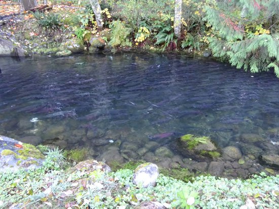 Chilliwack River Hatchery