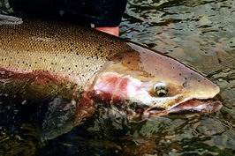 Trembleur - steelhead Trembleur - steelhead