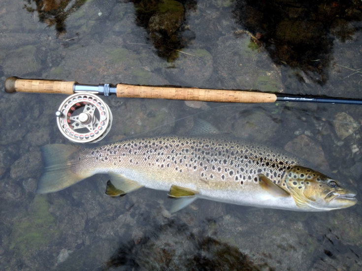 Pstruh obecny jezerni formy 68 cm, 3,5 kg uloveny na musku v rece Vindeln 