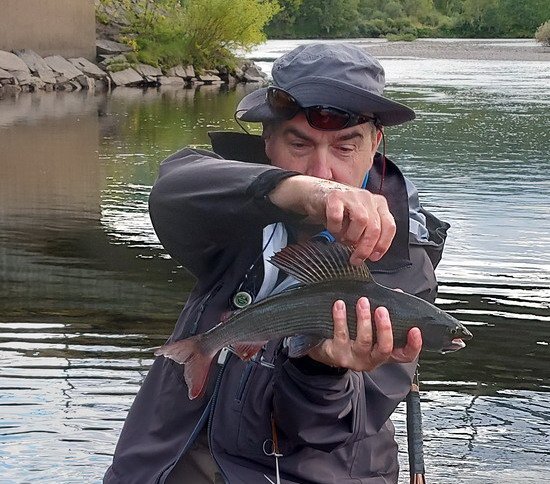 Lipan 42cm z Ammarnas Lipan 42cm z Ammarnas