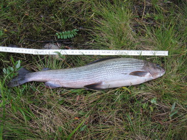 Ammarnas 07 - lipan 50 cm Ammarnas 07 - lipan 50 cm