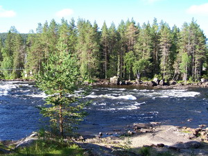Mardselforsen - muskarsky pstruhovy usek Mardselforsen - muskarsky pstruhovy usek