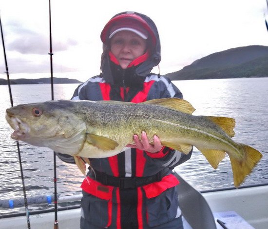 Treska obecná z Imarsund Treska obecná z Imarsund