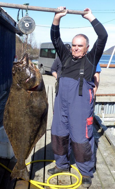 halibut 35 kg