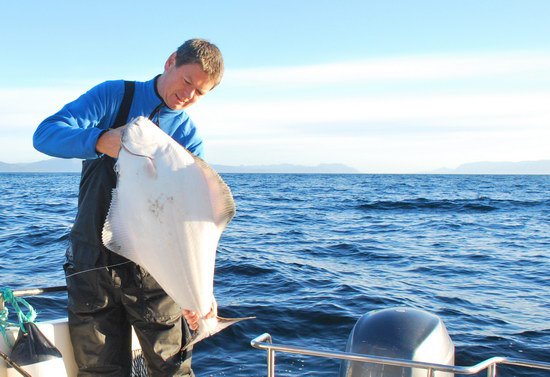 rijnovy halibut