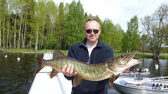 stika 97 cm ulovena v pereji Tyttbo stika 97 cm ulovena v pereji Tyttbo