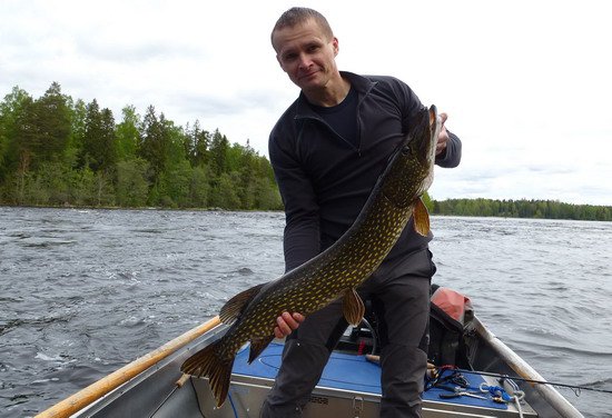 stika 101 cm ulovena v pereji Tyttbo stika 101 cm ulovena v pereji Tyttbo