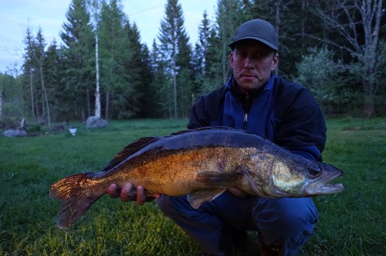 candat 73 cm uloveny na twister v pereji Tyttbo, kveten