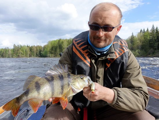 okoun 39 cm uloveny v kvetnu v pereji Tyttbo okoun 39 cm uloveny v kvetnu v pereji Tyttbo