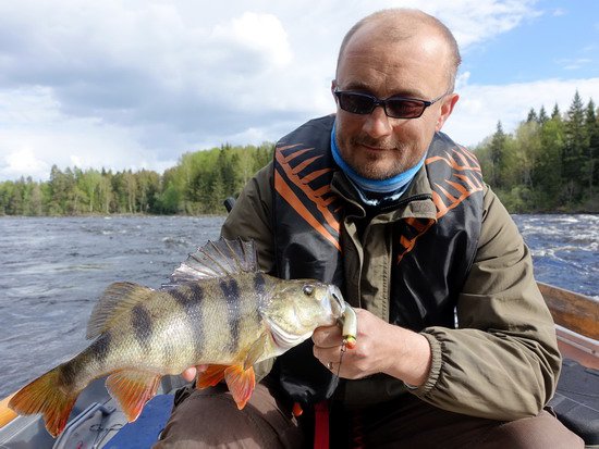 okoun 39 cm uloveny v kvetnu v pereji Tyttbo