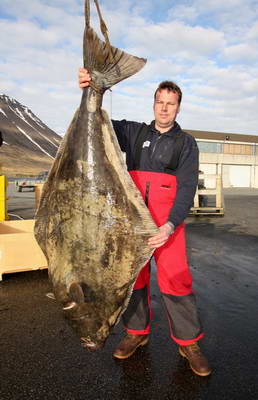 Halibut 68 kg, 173 cm, Sudureyri, kveten. Lovec: Frank Sartor (Nemecko) Halibut 68 kg, 173 cm, Sudureyri, kveten. Lovec: Frank Sartor (Nemecko)