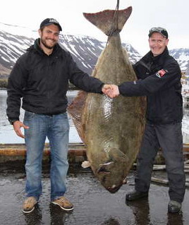 Halibut 77 kg, 184 cm. Sudureyri, kveten. Lovec: Julius (Německo) Halibut 77 kg, 184 cm. Sudureyri, kveten. Lovec: Julius (Německo)