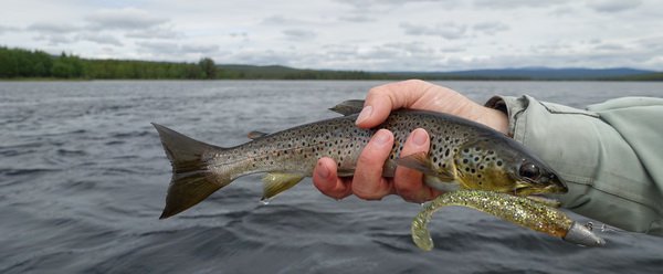 pstruh z jezera Ovre Grucken uloveny pri lovu stik pstruh z jezera Ovre Grucken uloveny pri lovu stik