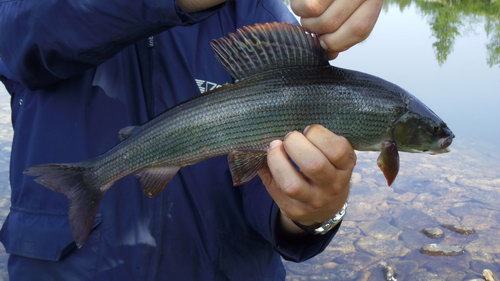 lipan 44 cm, cervenec lipan 44 cm, cervenec