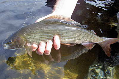 lipan lipan