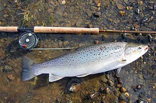 morsky pstruh z Rio Grande morsky pstruh z Rio Grande