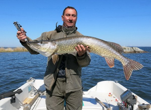kvetnova stika 120 cm z jezera Vanern kvetnova stika 120 cm z jezera Vanern