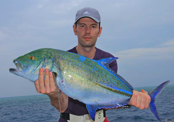 kranas modroploutvy - bluefin kranas modroploutvy - bluefin