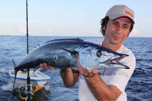 pelamida - wahoo ulovena na trolling pelamida - wahoo ulovena na trolling