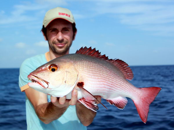 chnapal - snapper