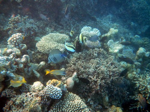 snorchlovani u koralovych utesu
