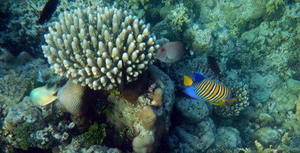 snorchlovani u koraloveho utesu - pomec