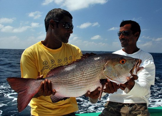 chnapal - snapper 75 cm, 8 kg