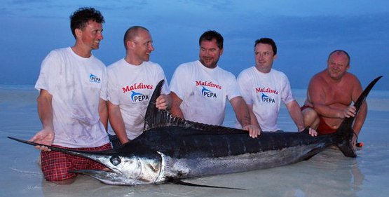 mecoun modry - blue marlin 278 cm mecoun modry - blue marlin 278 cm